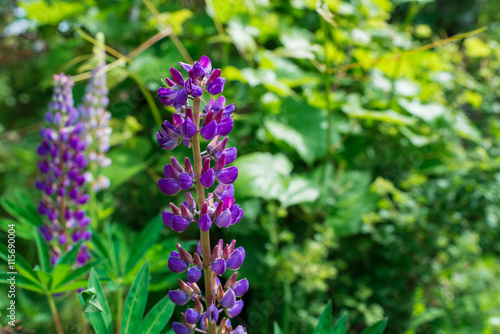Beautiful colorful blooming lupine flower on blure green background.