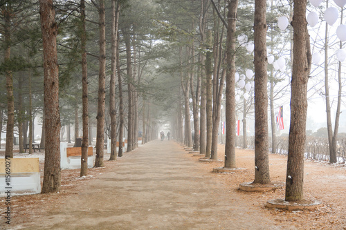 Row of pine trees in winter of Nami island