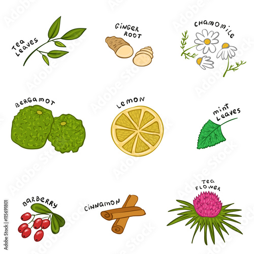 Herbal ingredients for a cup of tea. Vector set or collection of tea elements. Hand drawn cartoon style.