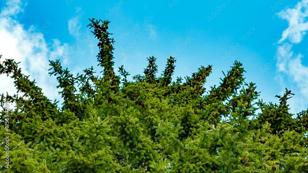 High fir tree on a background of blue sky. High fir tree on a background of blue sky.