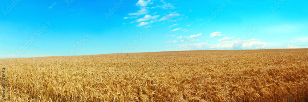 Panoramic image of a wheat field on a background of blue sky. Panoramic image of a wheat field on a background of blue sky.