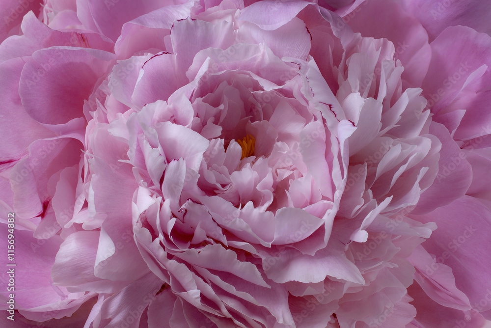 Purple peony rose flower petal background texture closeup macro