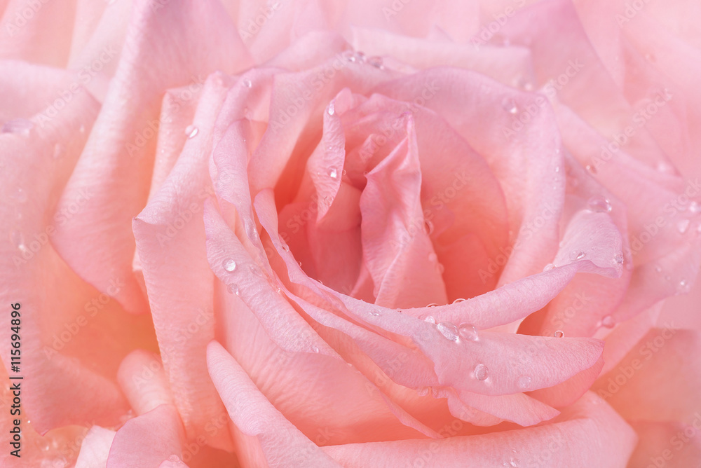 Obraz premium Pink rose petals flower wet background water drops texture