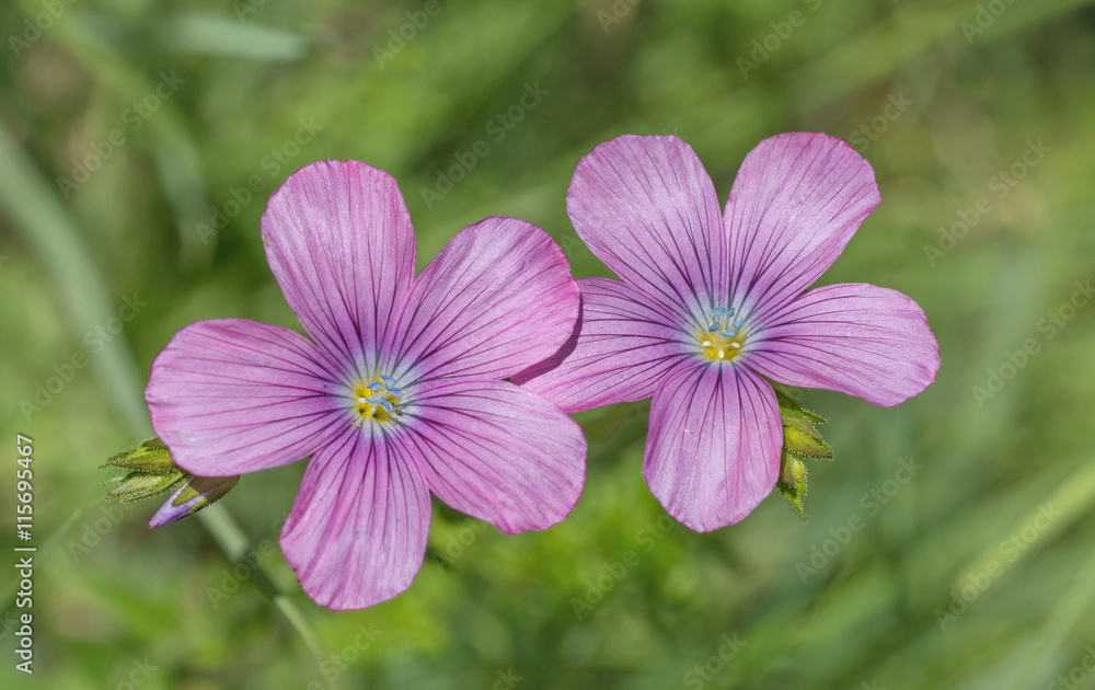 Klebriger Lein - linum viscosum Klebriger Lein - linum viscosum