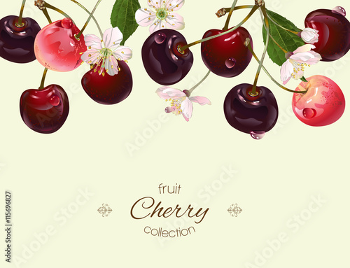 Vector cherry banner.