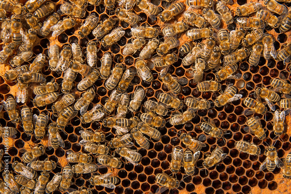 Busy bees inside hive with sealed cells for their young. Busy bees inside hive with sealed cells for their young.