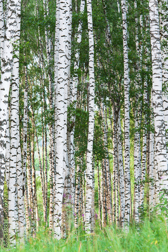 Fototapeta Naklejka Na Ścianę i Meble -  forest birch