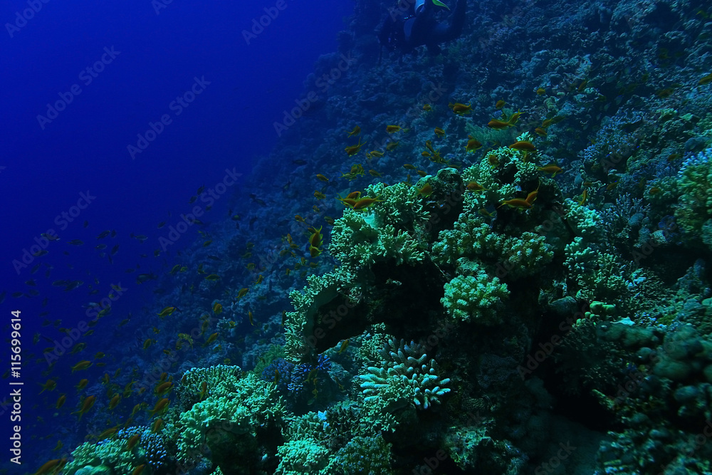 Fototapeta premium tropical sea underwater landscape