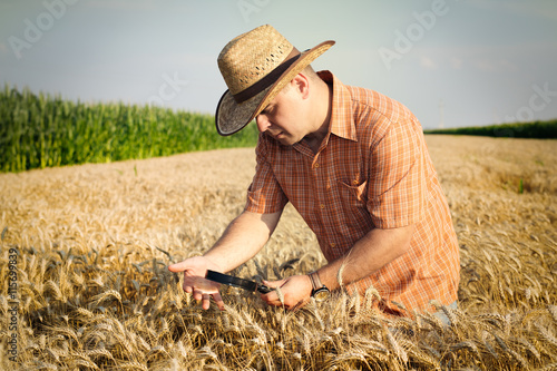 Farmer checks the wheat grain in the field