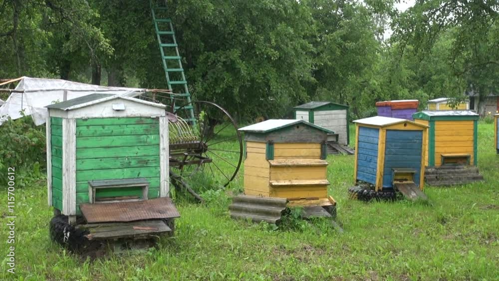 Rain falling on beehives on summer day in the homestead