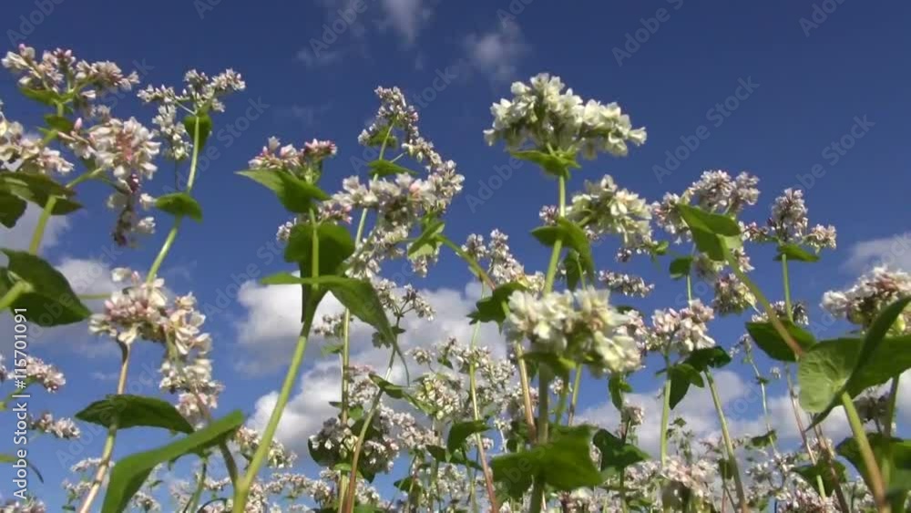 Flowering buckwheat waving in wind in the field in summer Flowering buckwheat waving in wind in the field in summer