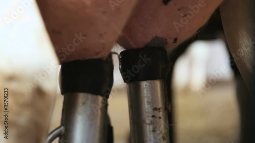 process of connecting a milking apparatus to the udder of the cow