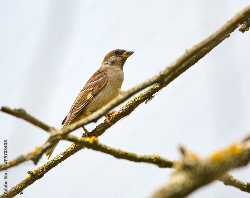 Obraz premium Corn bunting bird perched