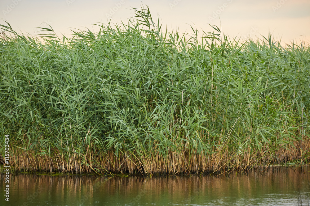Fototapeta premium Reeds by the lake