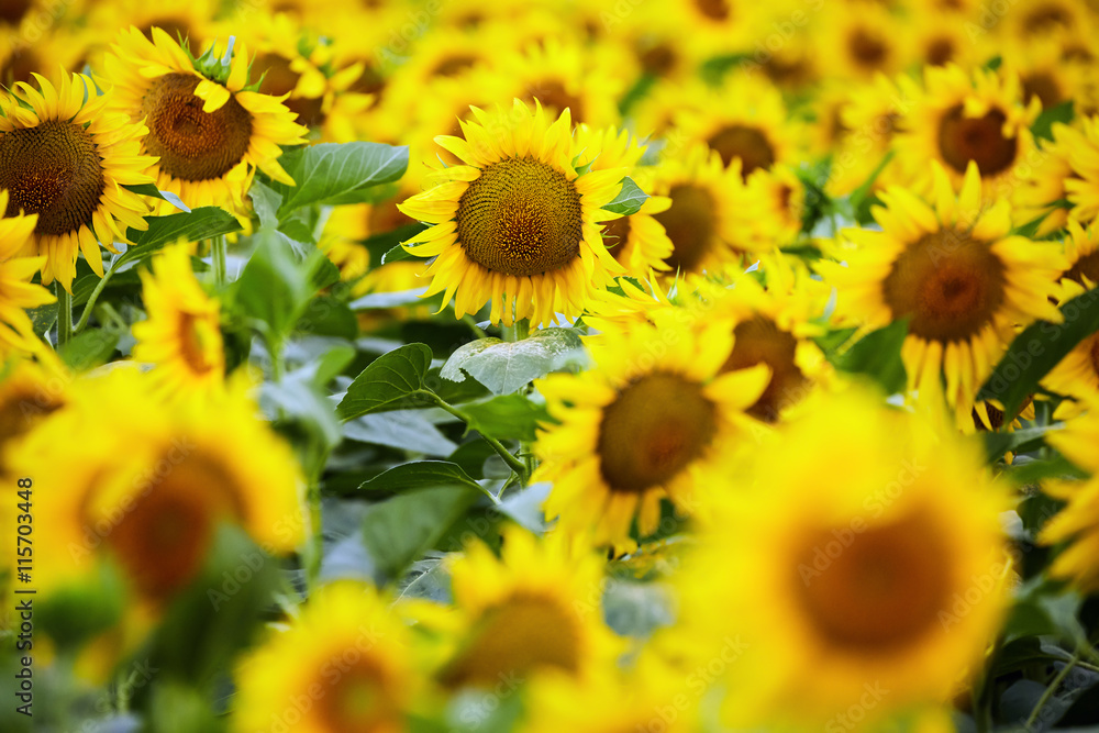 Fototapeta premium Sunflowers field