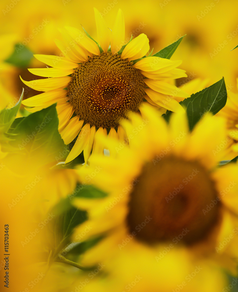 Fototapeta premium Sunflowers field