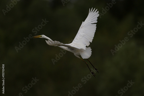 Great white egret (egretta alba) in flight