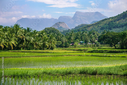 Рисовые поля на фоне гор в Индии photo