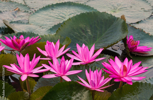 pink color fresh lotus flower blossom