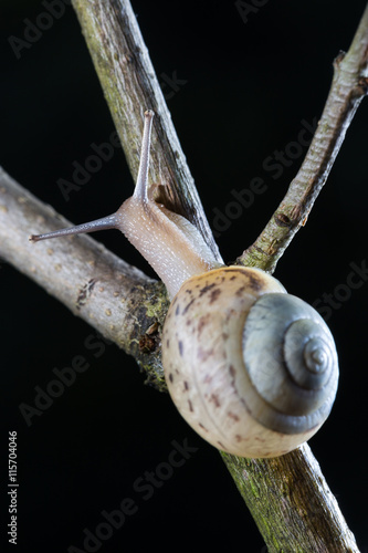 Little garden snail crawling on a branch. Black background photo