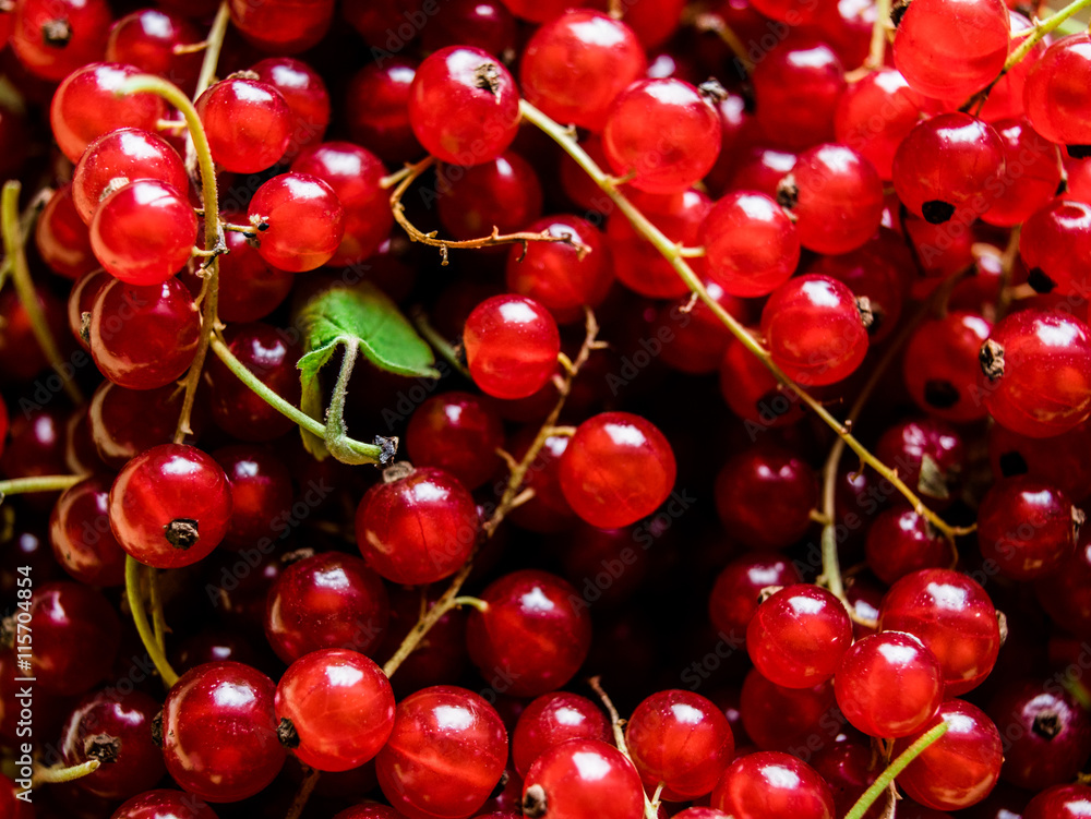 redcurrants redcurrants