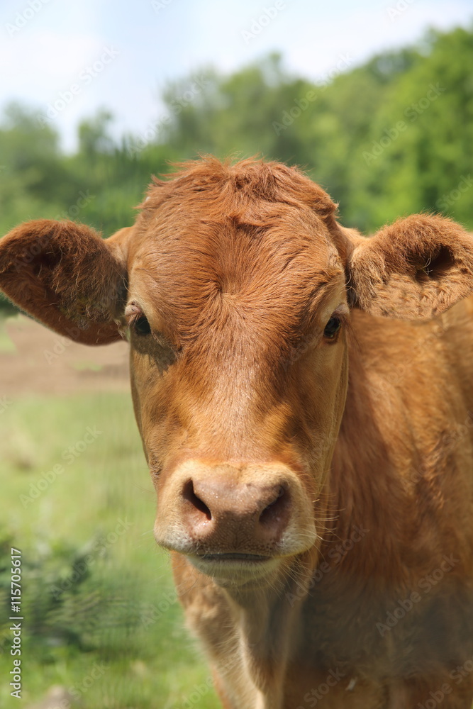 veal veal