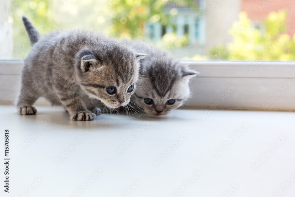 Beautiful small striped kittens on the window sill. Scottish Fold breed.