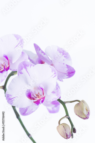 White and purple Phalaenopsis orchids and buds close-up