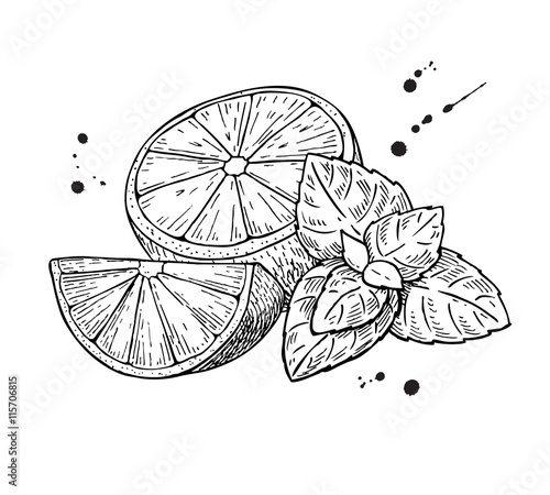 Vector lemons and mint. Isolated on white background. Hand drawn illustration.