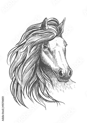 Fototapeta Naklejka Na Ścianę i Meble -  Horse head sketch with wavy mane