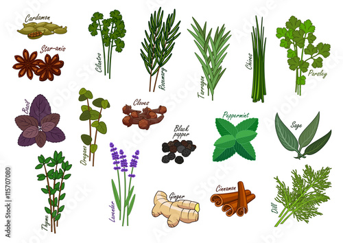 Spice and kitchen herb, condiment ingredients