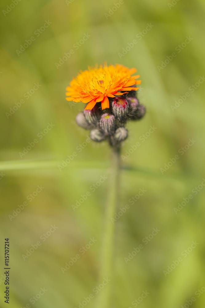 Orangerote Habichtskraut - Pilosella aurantiaca Orangerote Habichtskraut - Pilosella aurantiaca