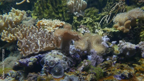 Pulsating Xenid is a Species of Soft Coral. photo