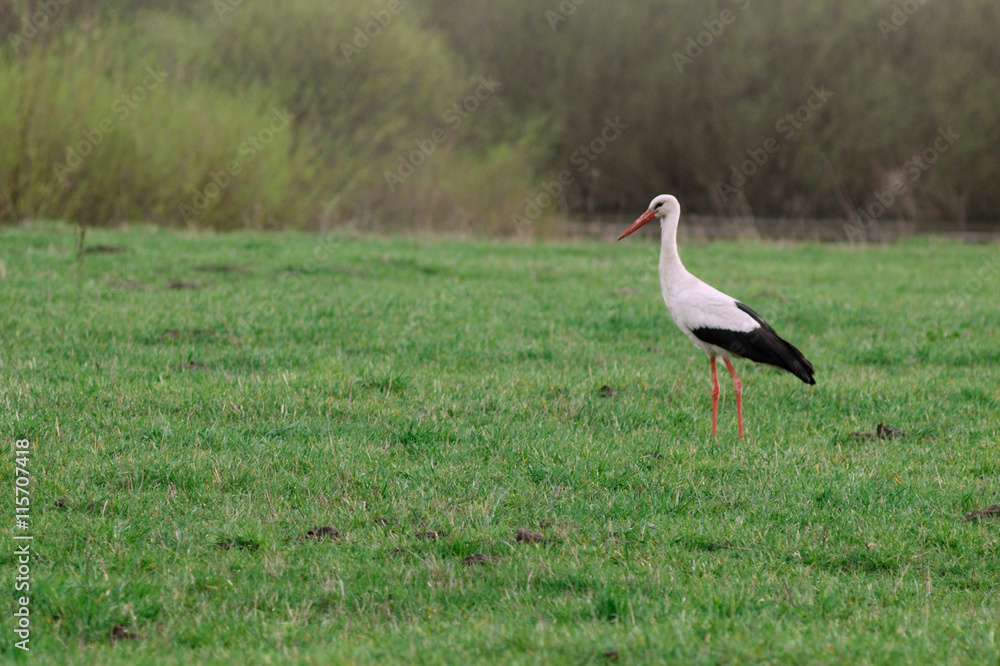 Fototapeta premium Stork on the lawn