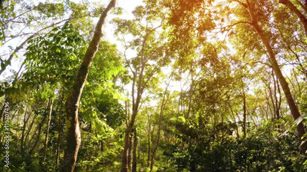 Morning sunshine peaking through the leaves and branches of young trees along a nature trail in Southeast Asia. Video UltraHD Morning sunshine peaking through the leaves and branches of young trees along a nature trail in Southeast Asia. Video UltraHD