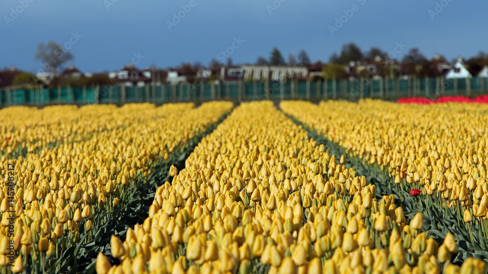 Fototapeta premium Flower Bed Of Yellow Tulips