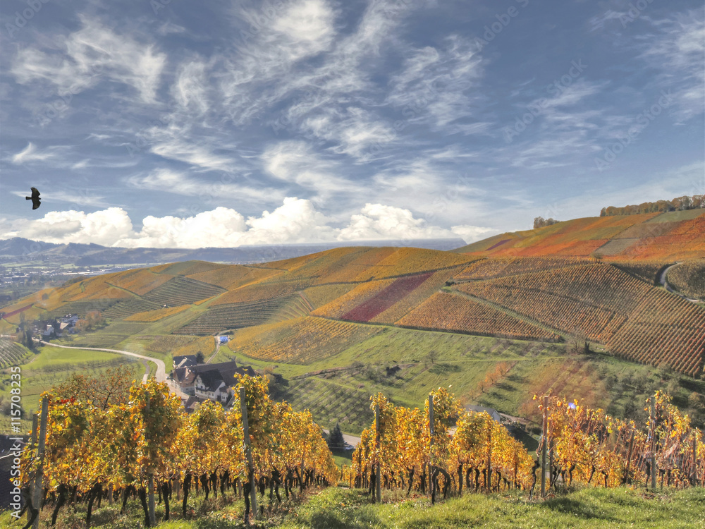 Herbst im bunten Weinberg