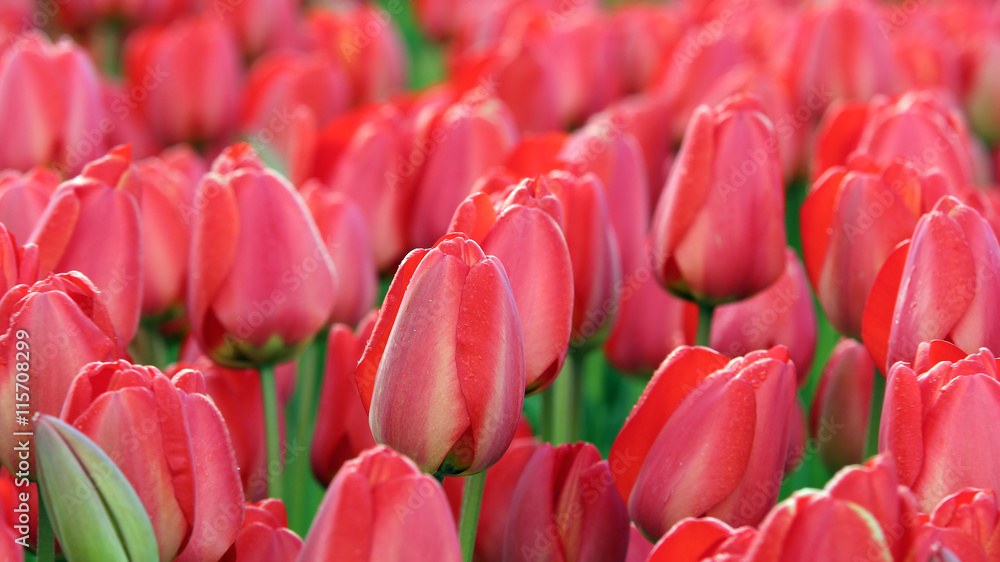 Red Tulip Field Red Tulip Field