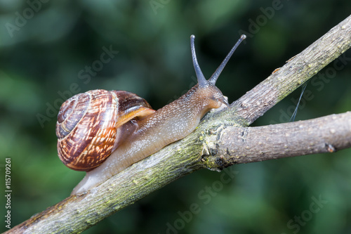 Little garden snail crawling on a branch