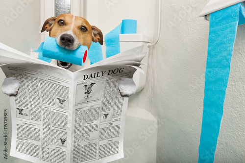 dog on toilet seat © Javier brosch