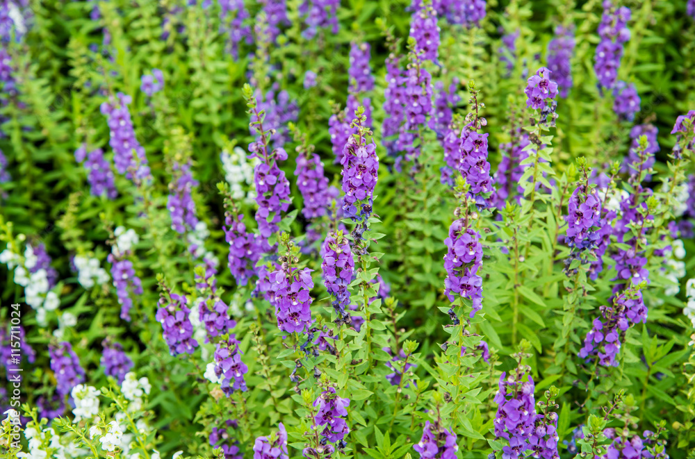 purple flowers. purple flowers.