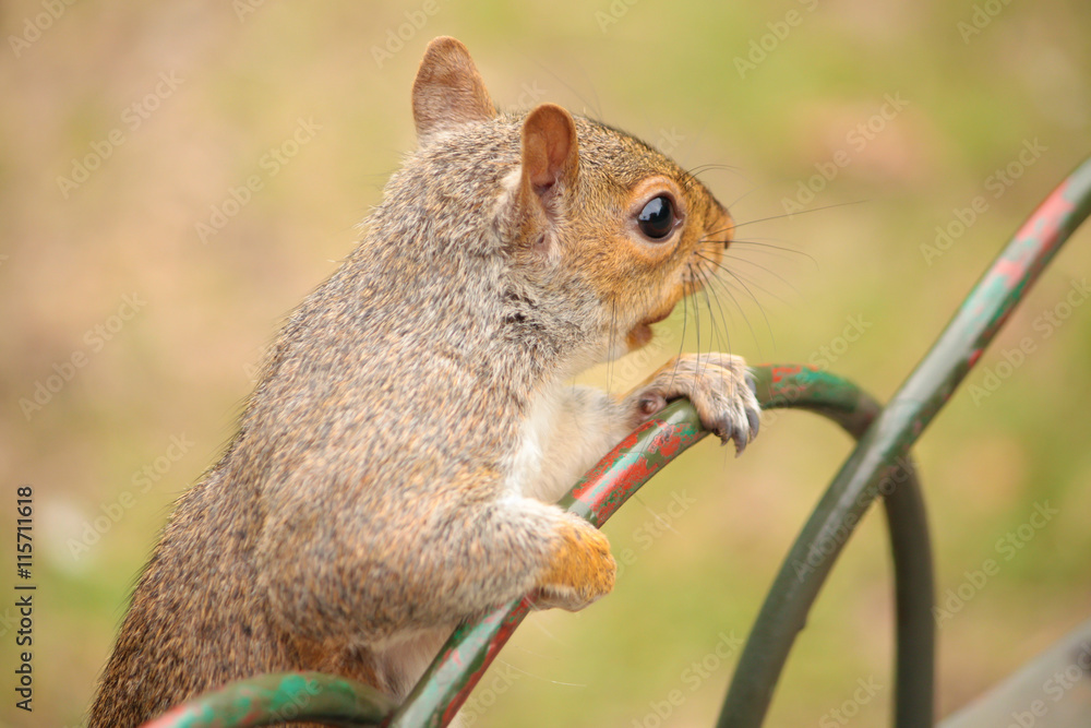 Obraz premium Squirrel