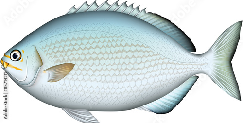 イスズミ　魚イラスト　ベクター