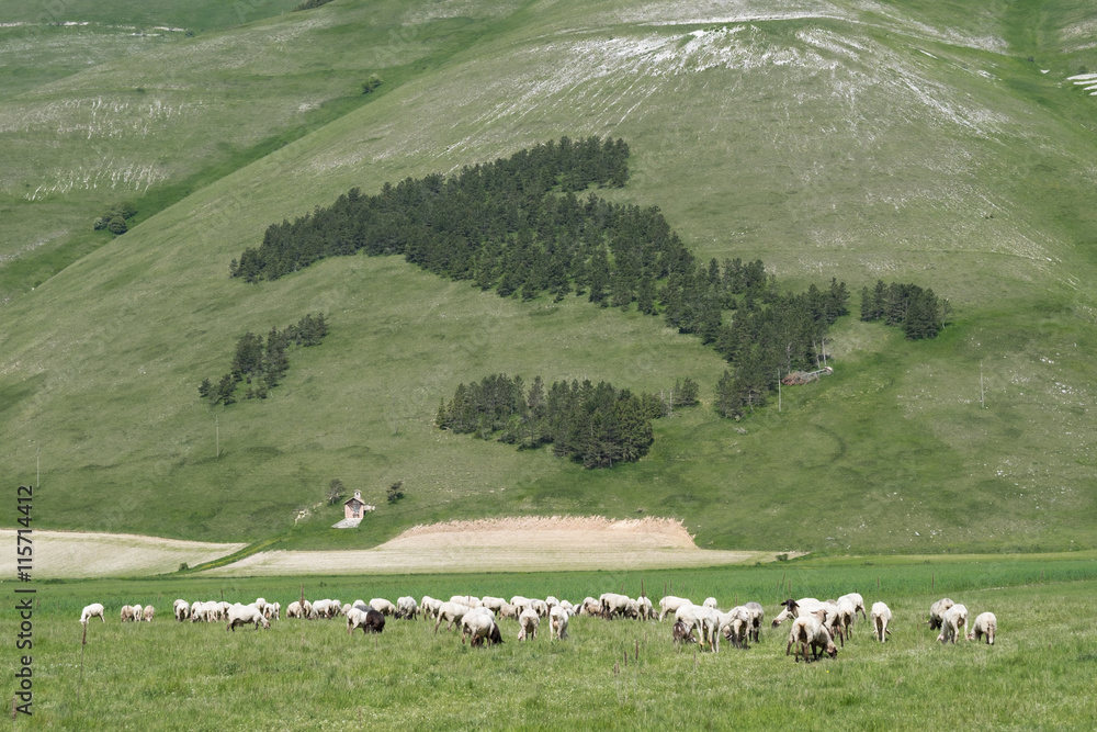 Fototapeta premium The Flowering of Lentils 2016 Castelluccio di Norcia in the Sibillini Park