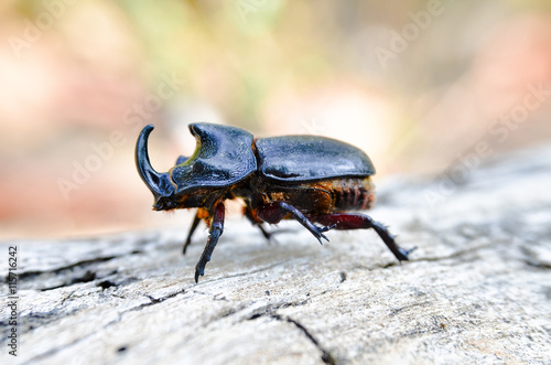 Rhinoceros beetle © ic36006