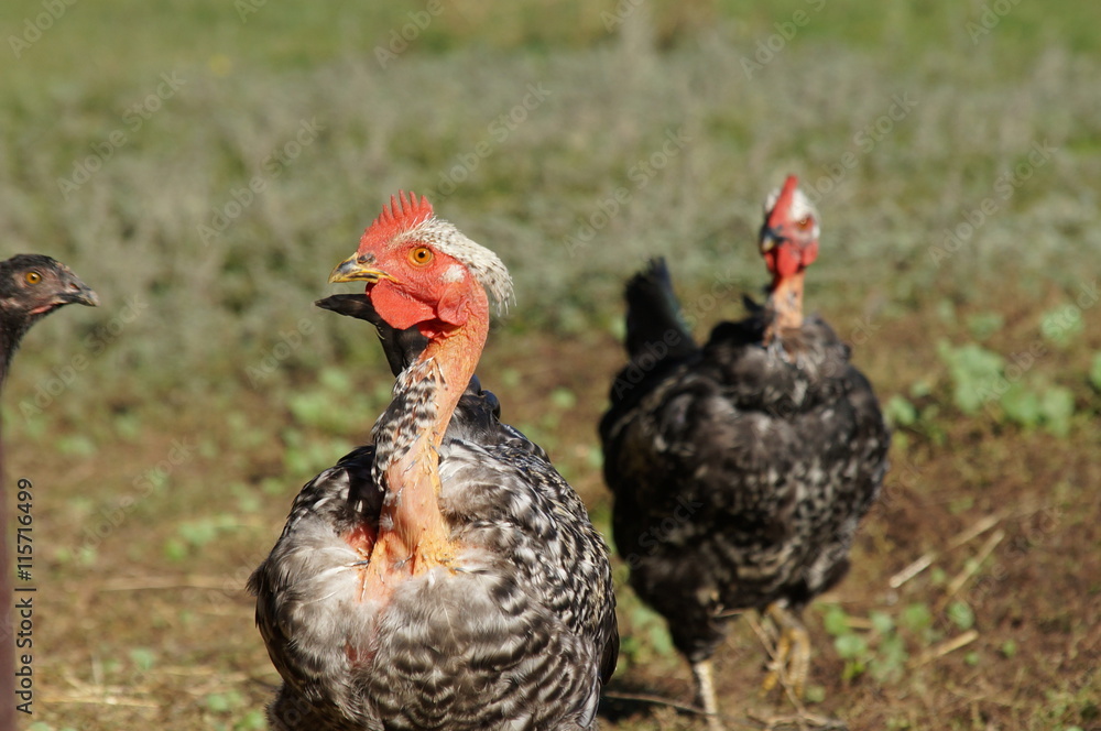 Naklejka premium Куры на ферме
