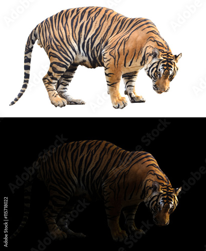 Fototapeta Naklejka Na Ścianę i Meble -  bengal tiger in dark and white background