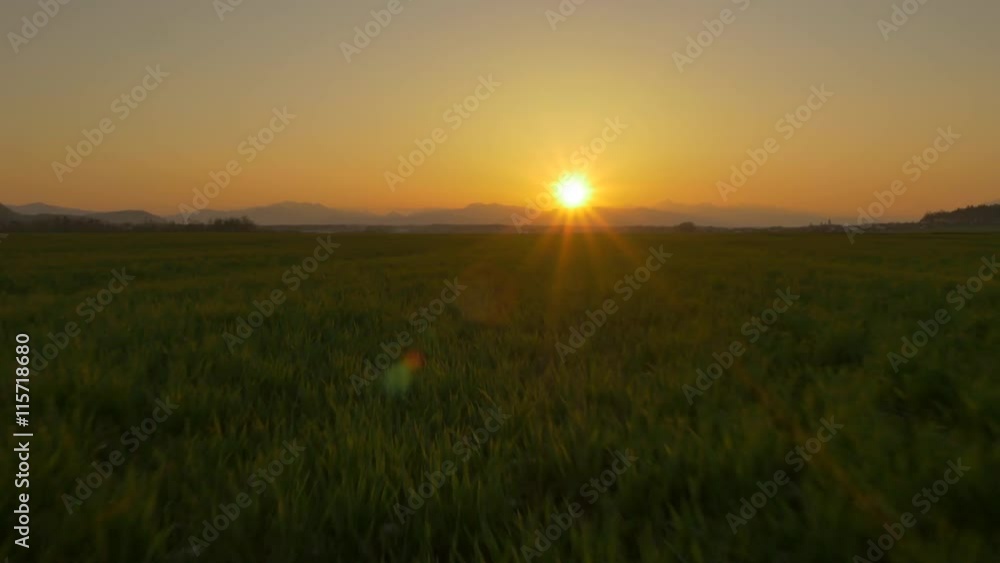 AERIAL: Low flight over wheat crop at sunset AERIAL: Low flight over wheat crop at sunset