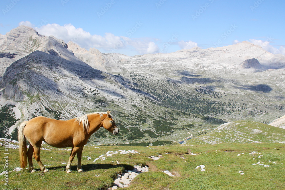 Wild horse grazing in mountain meadows Dolomiti FANES