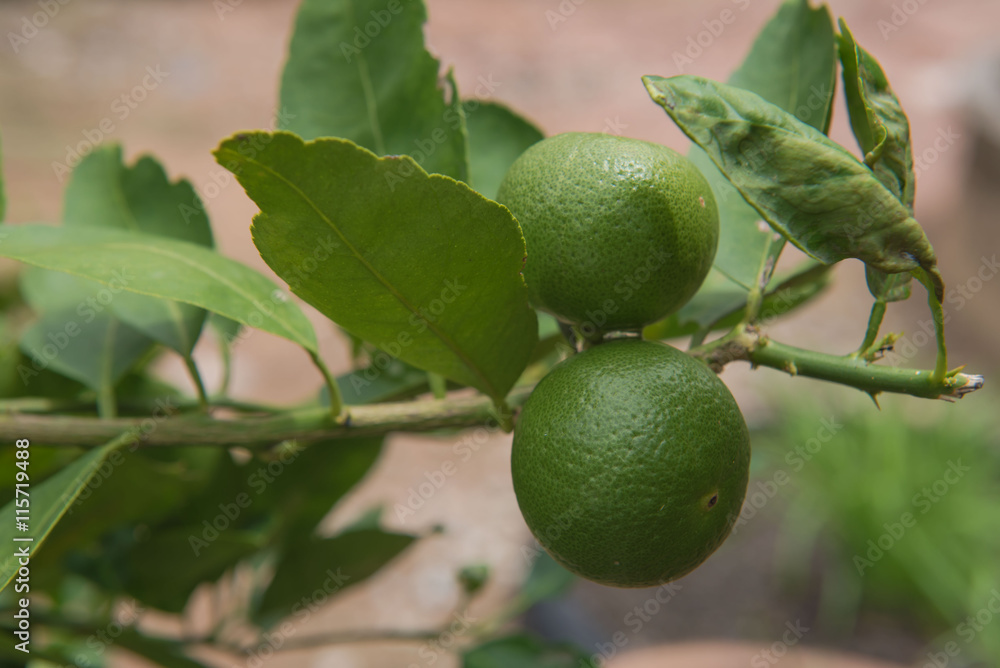 green fresh Lemon on the tree, agriculture plant  